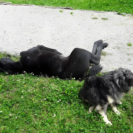 Feriehus Au Milieu Des Chevaux Merens *