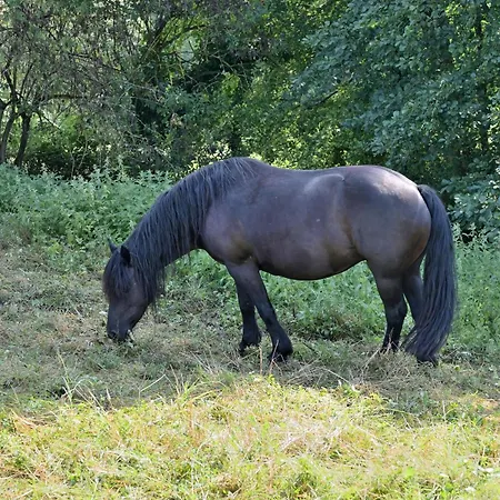 Au Milieu Des Chevaux Merens Castelnau-Durban