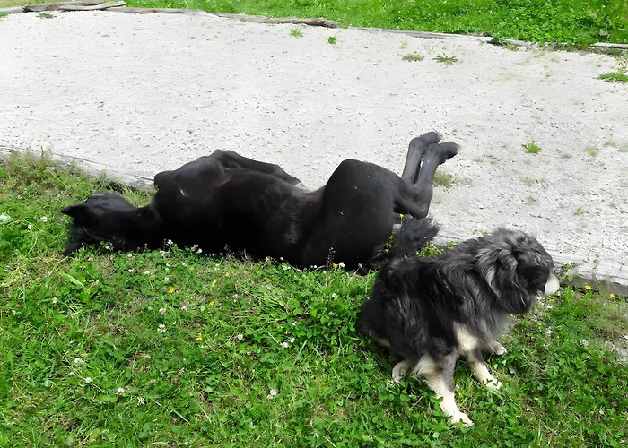 بيت للعطل Au Milieu Des Chevaux Merens *