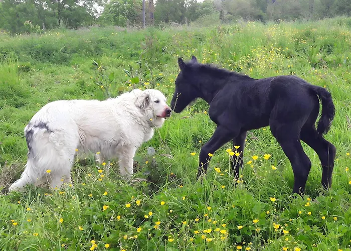 Au Milieu Des Chevaux Merens *