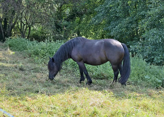 Au Milieu Des Chevaux Merens Castelnau-Durban